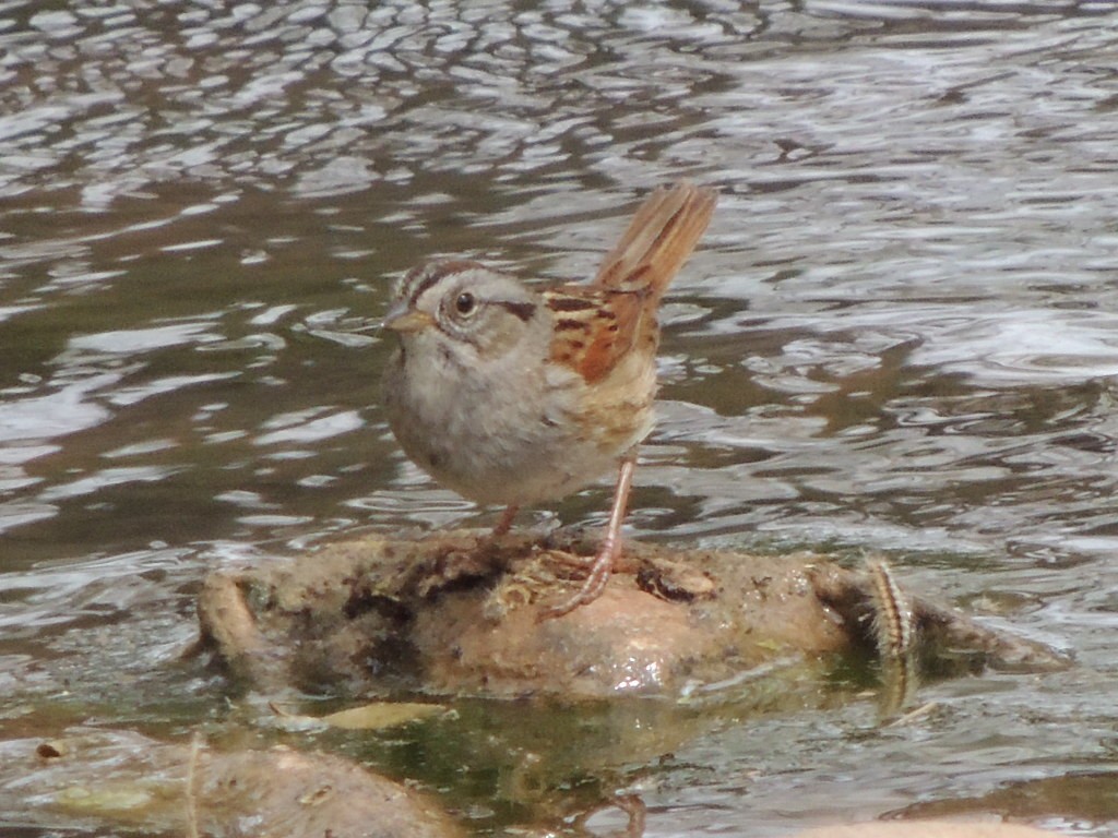 Swamp Sparrow - Brian Johnson
