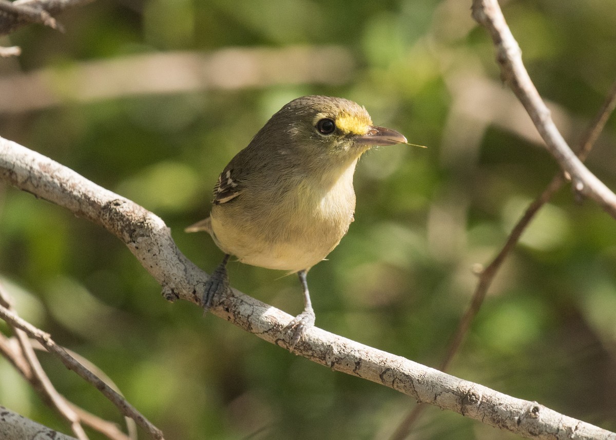 Thick-billed Vireo - ML95805401