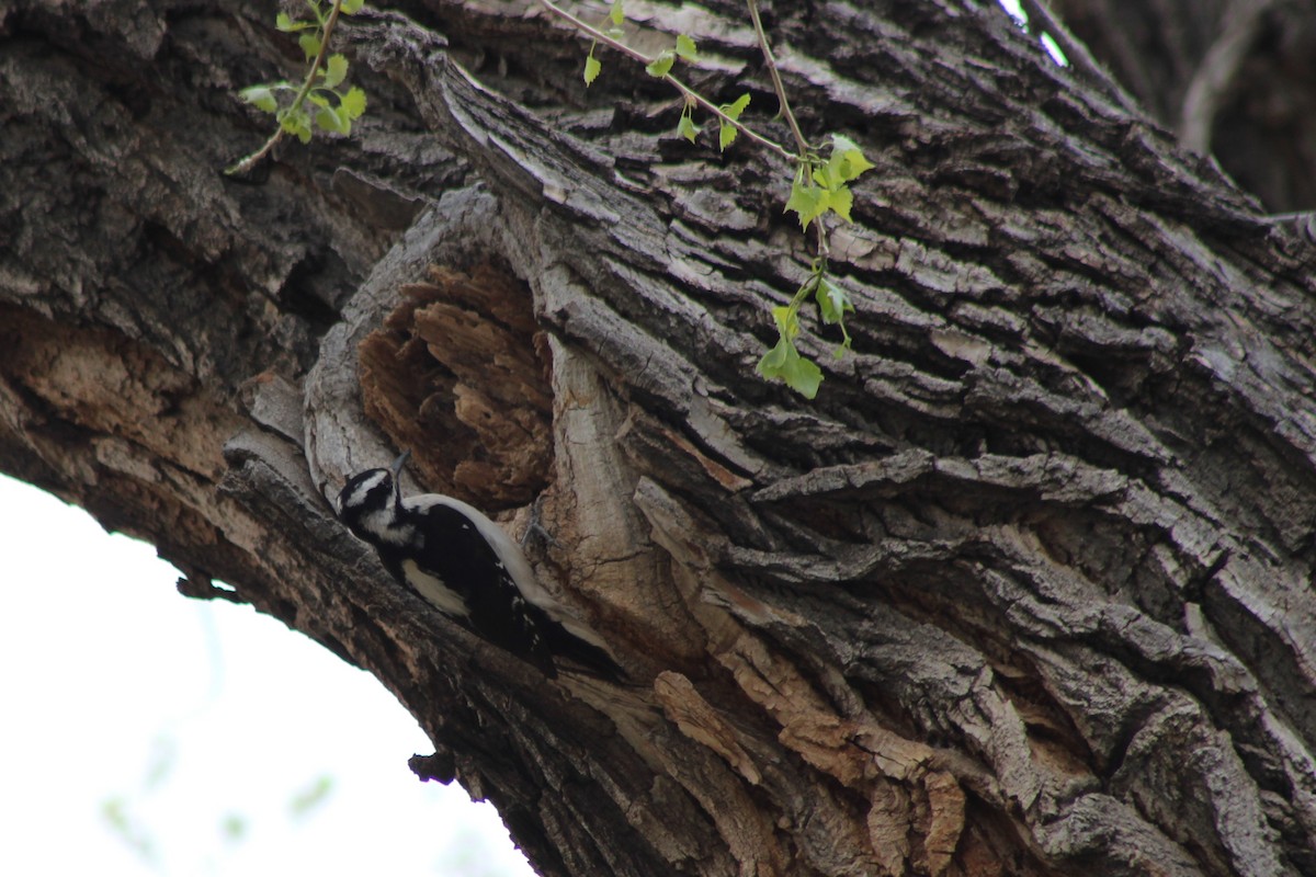 Hairy Woodpecker - David Lerwill
