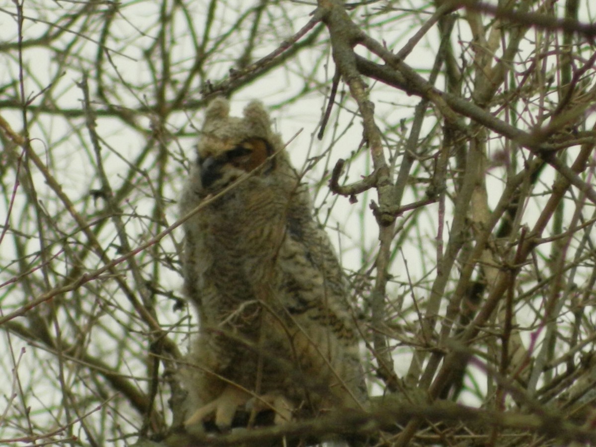 Great Horned Owl - Jennifer Hammett