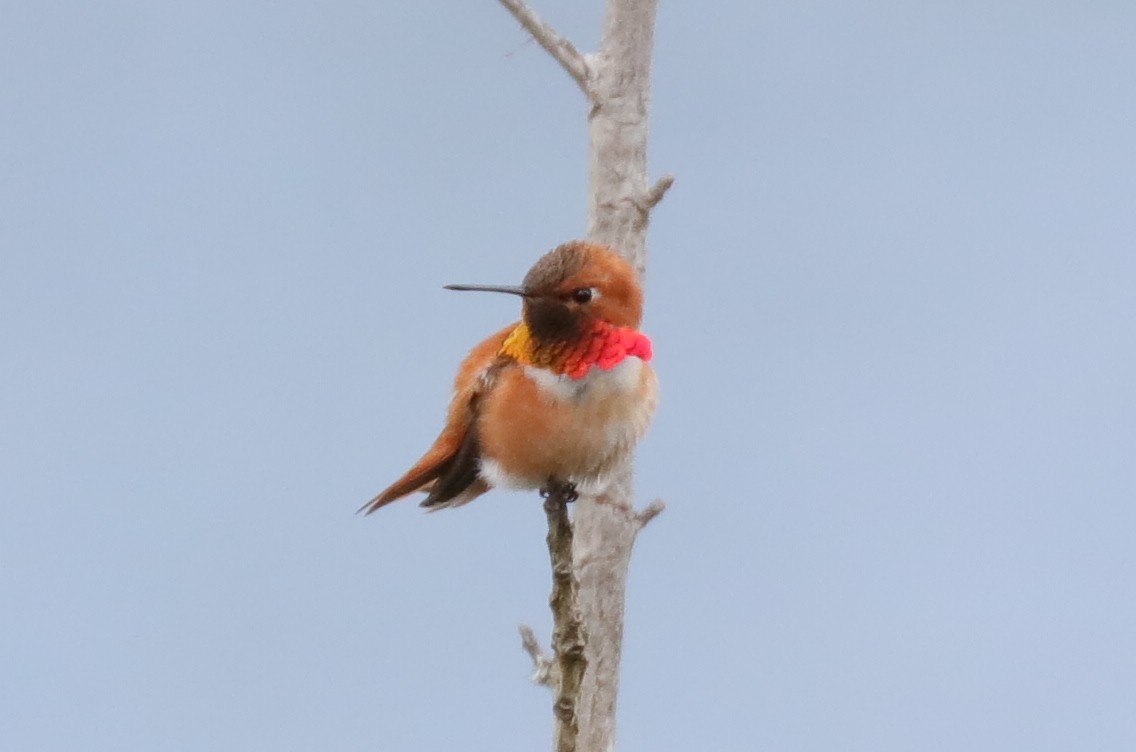 Rufous Hummingbird - ML95808971