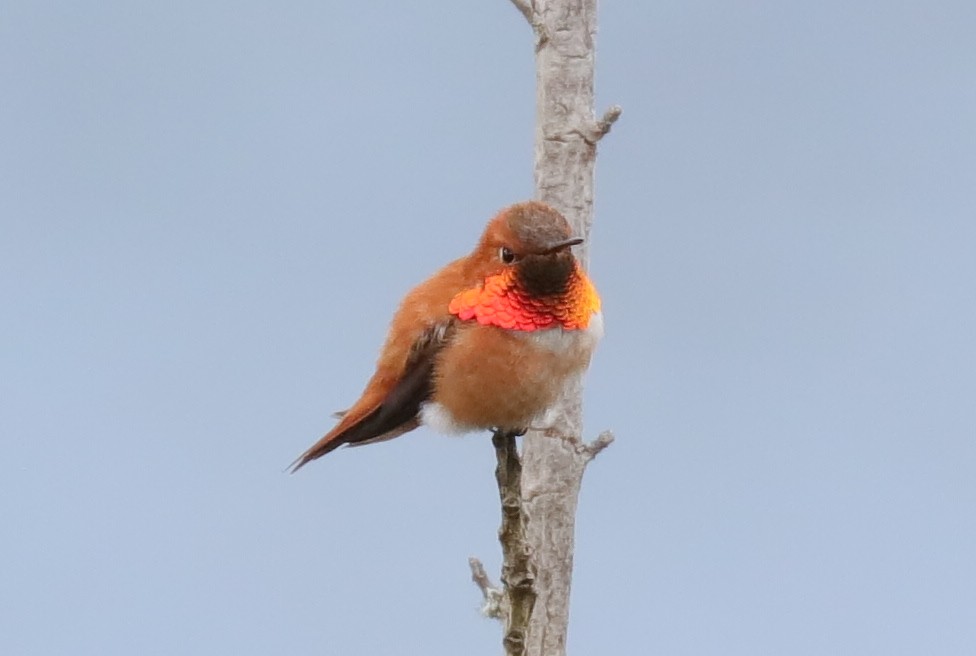 Rufous Hummingbird - ML95809101