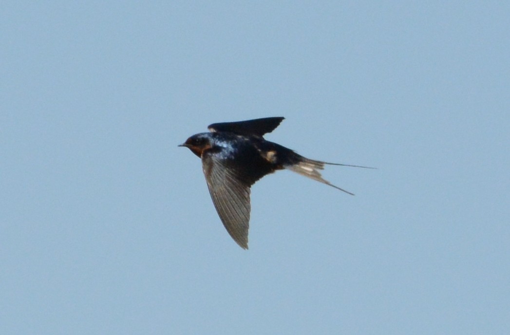 Barn Swallow - Mark  Ludwick