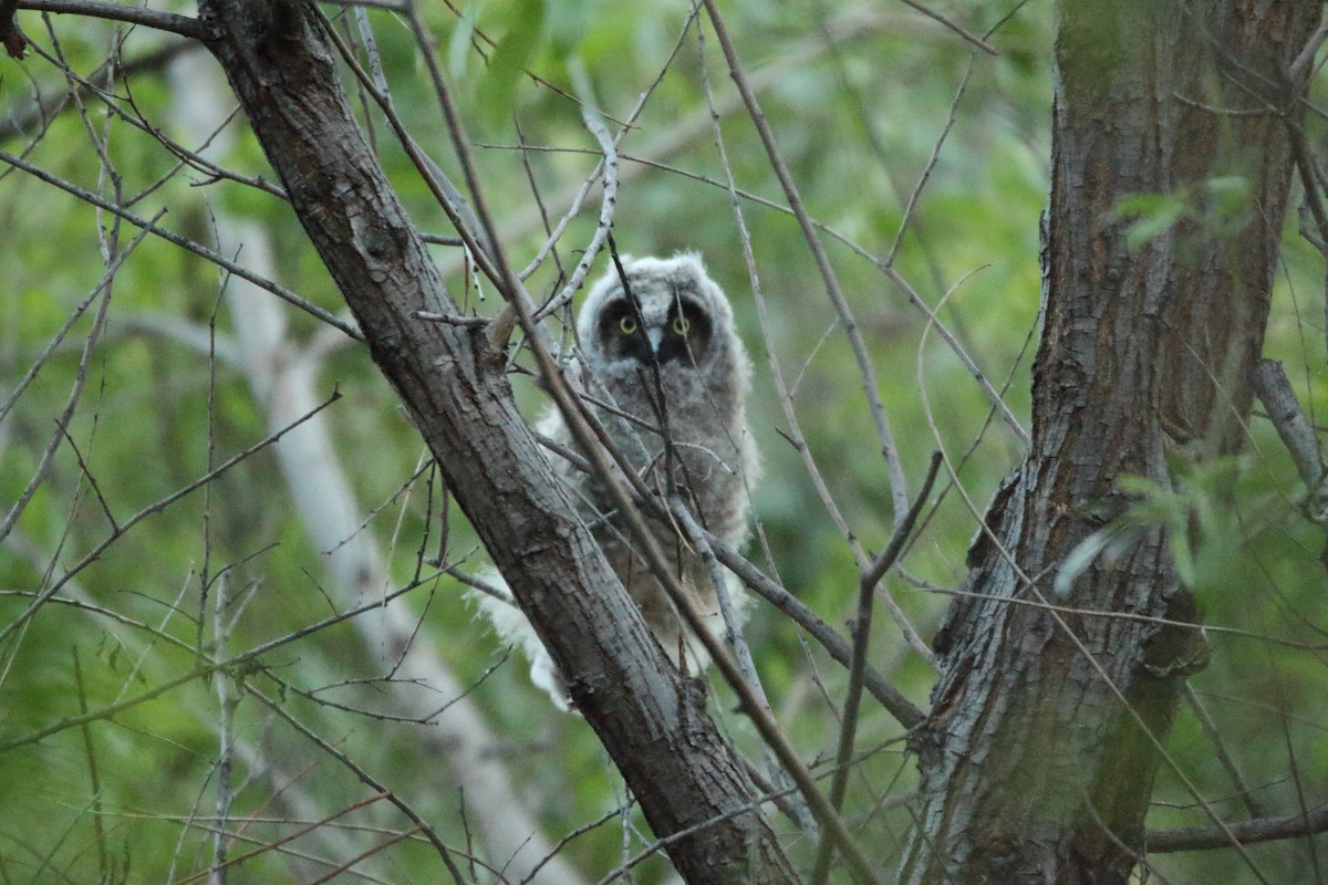 Long-eared Owl (American) - Andrew Partin