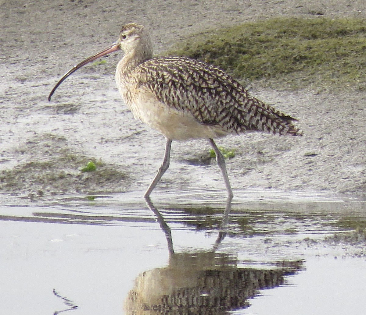 Long-billed Curlew - ML95810551