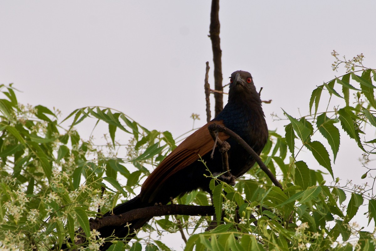 Greater Coucal - ML95812441