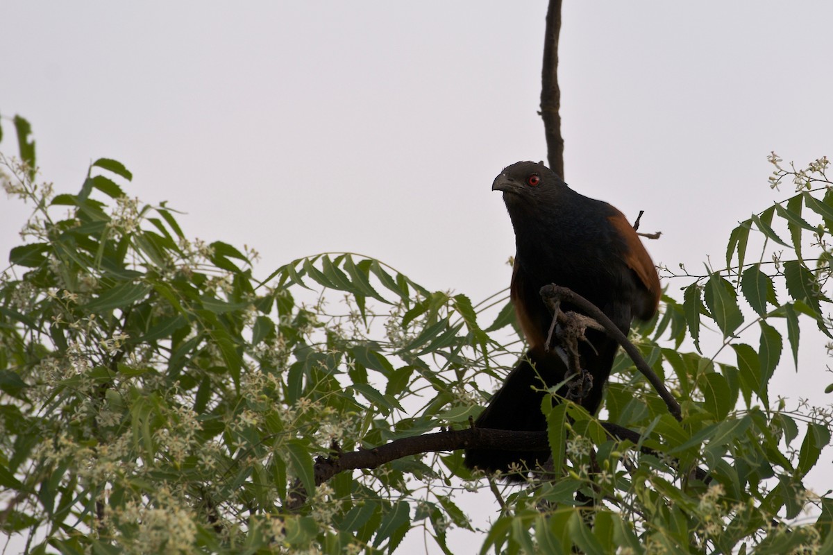 Greater Coucal - ML95812451