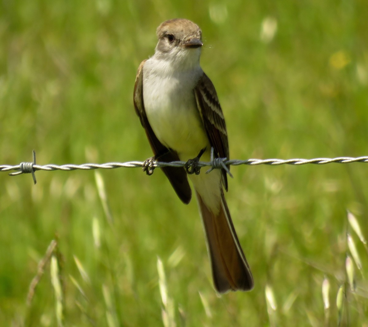 Ash-throated Flycatcher - Petra Clayton