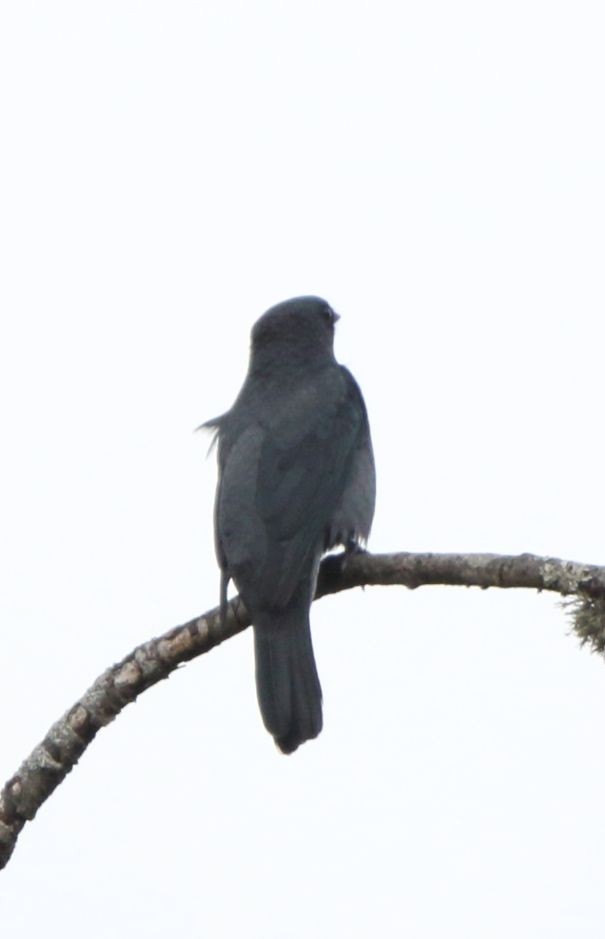 Black-winged Cuckooshrike - Arnab Pal