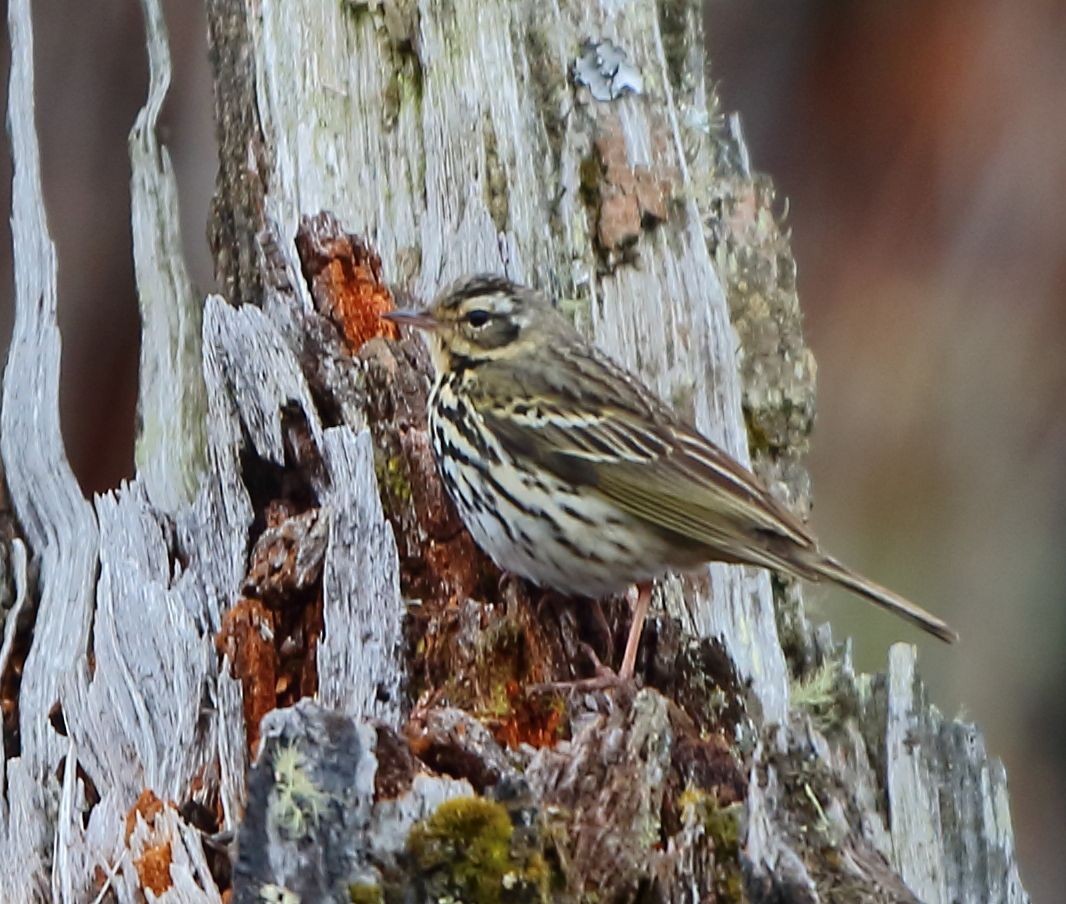 Olive-backed Pipit - ML95814631