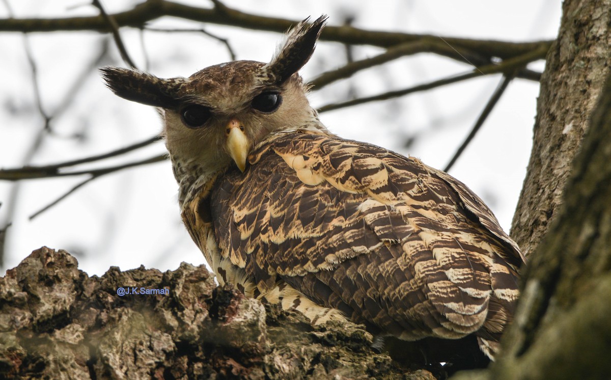 Spot-bellied Eagle-Owl - ML95814871