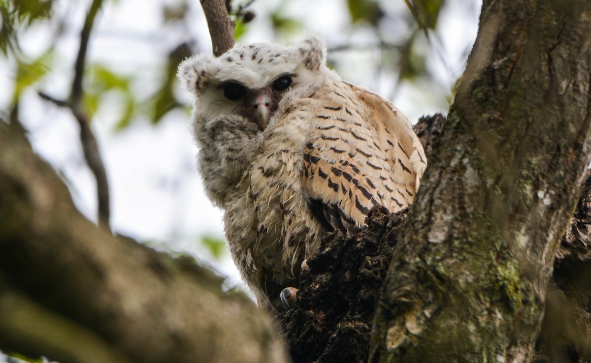 Spot-bellied Eagle-Owl - Jitendra Sarmah