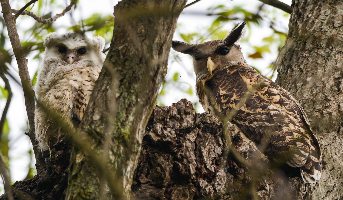 Spot-bellied Eagle-Owl - ML95814931