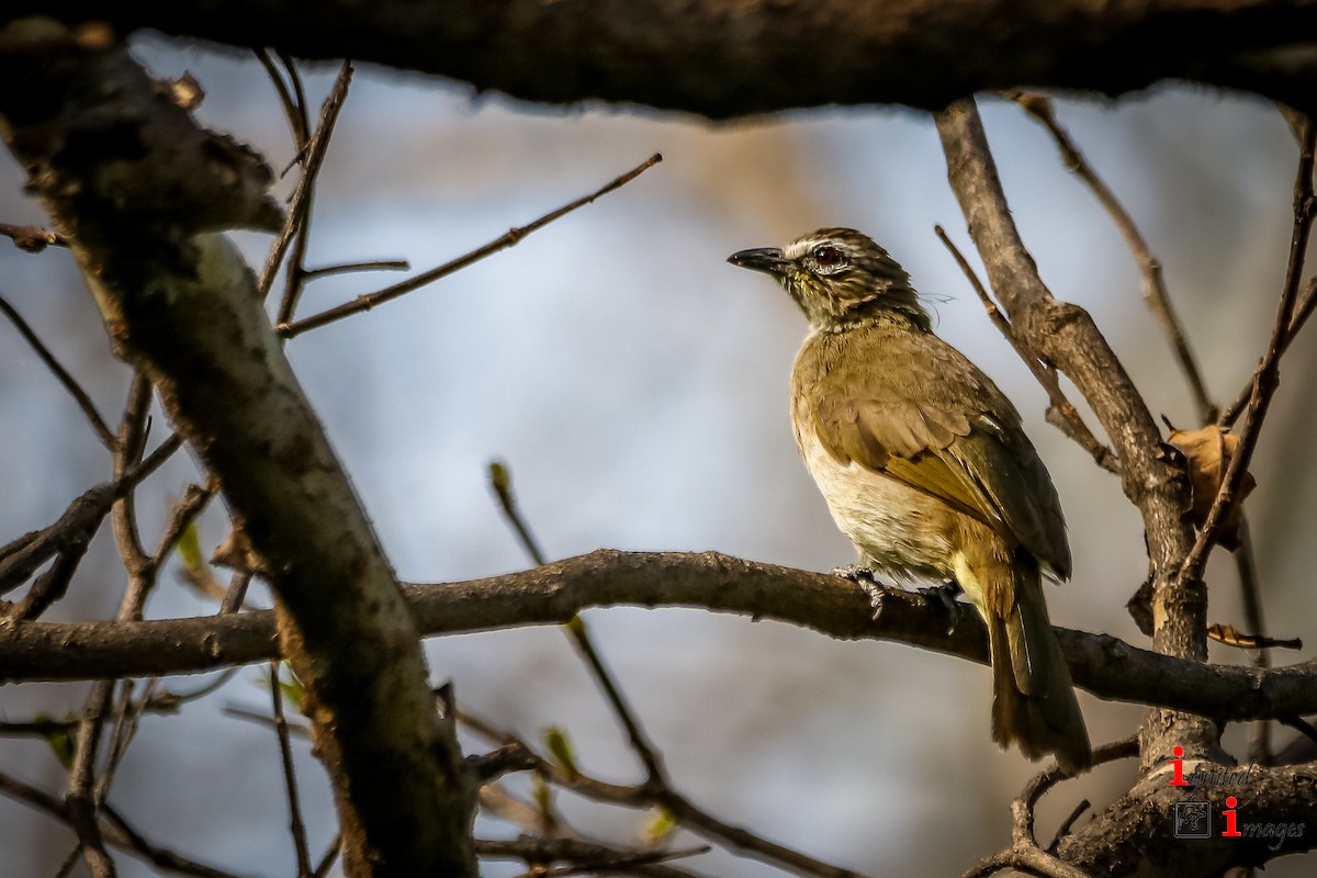 White-browed Bulbul - Indranil Bhattacharjee