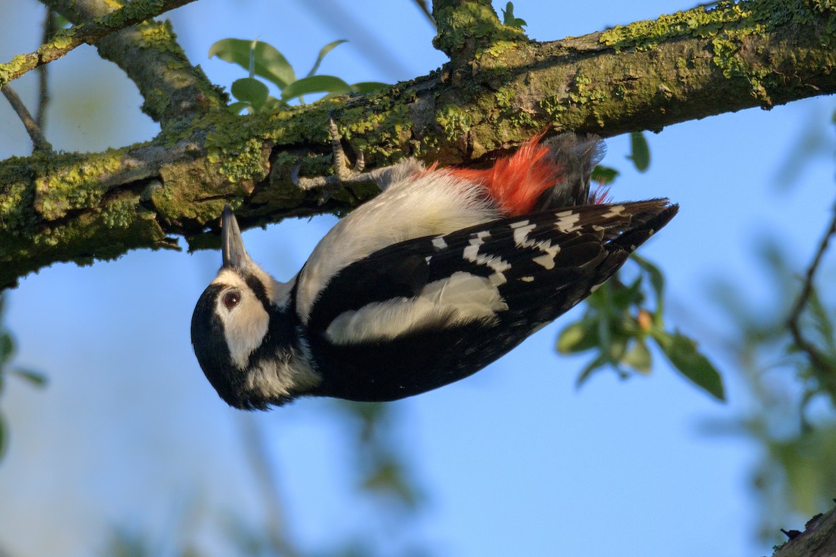 Great Spotted Woodpecker - Jack Noordhuizen