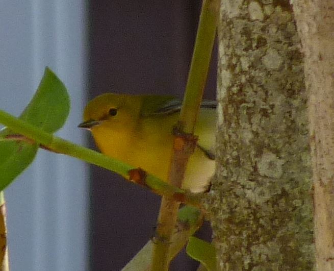 Prothonotary Warbler - ML95819651