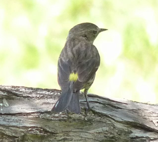 Yellow-rumped Warbler (Myrtle) - Bill Pranty
