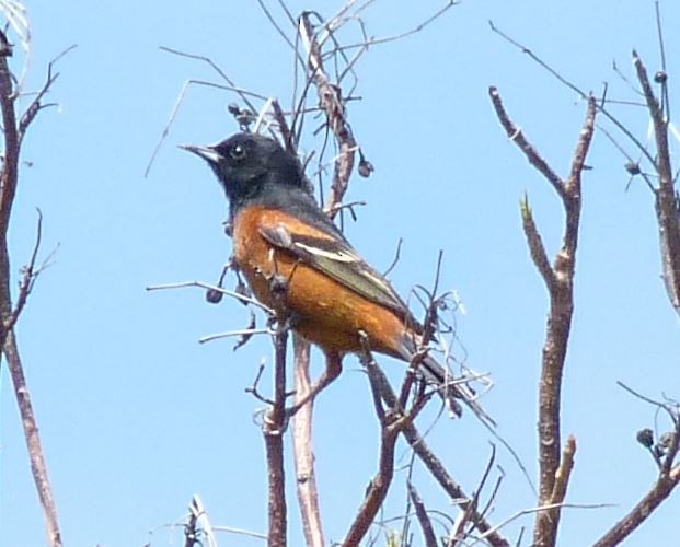 Orchard Oriole - ML95819751