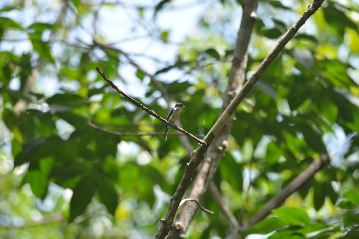 Bar-winged Flycatcher-shrike - Vatcharavee Sriprasertsil
