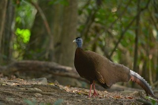 Great Argus - Argusianus argus - Birds of the World