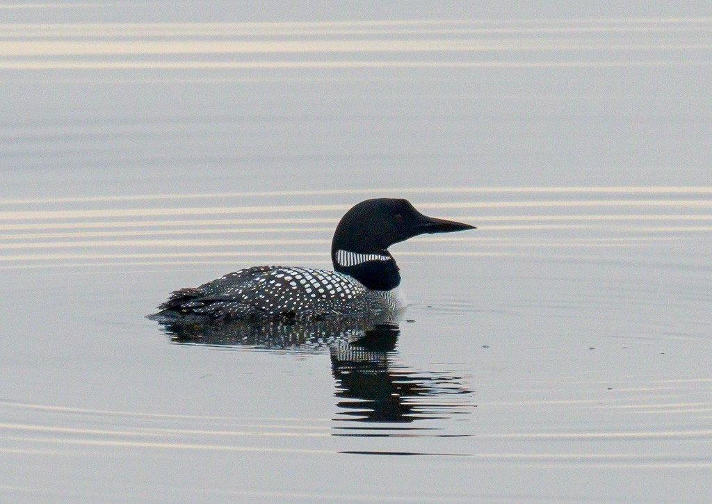 Common Loon - Mike Bailey