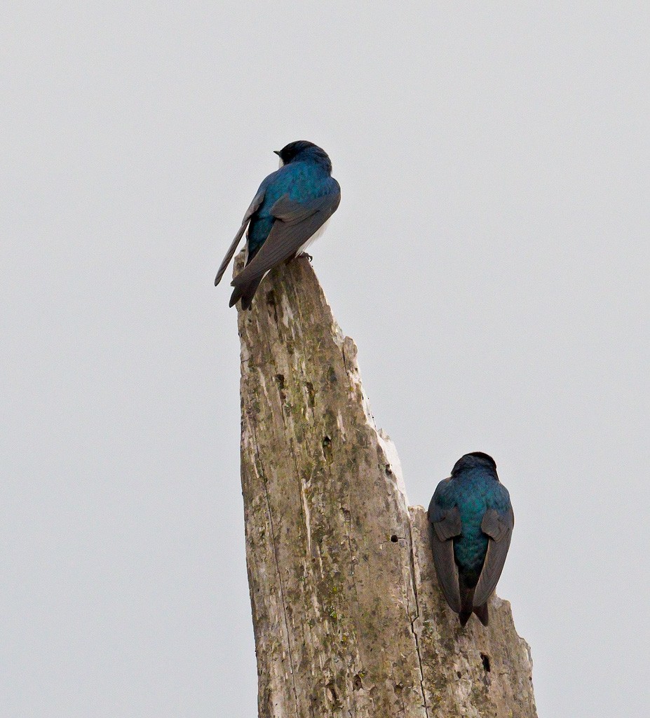 Tree Swallow - Mike Bailey