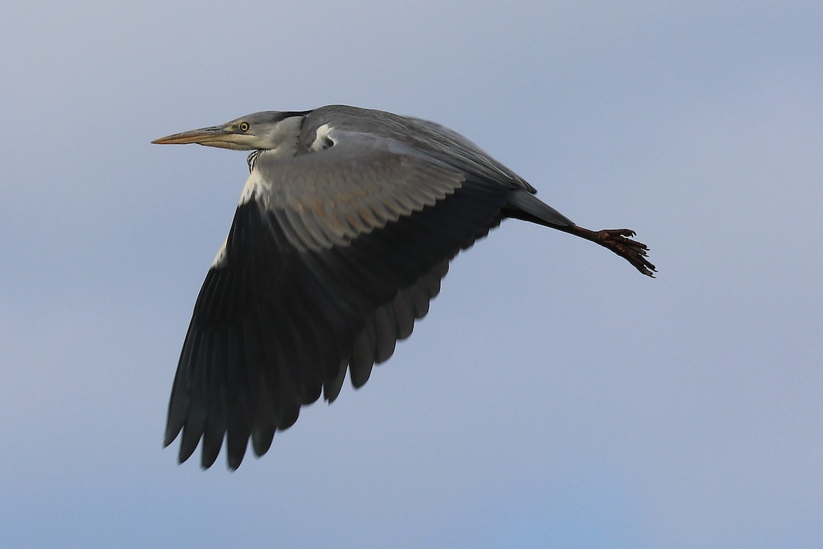 Gray Heron - Bruce Kerr