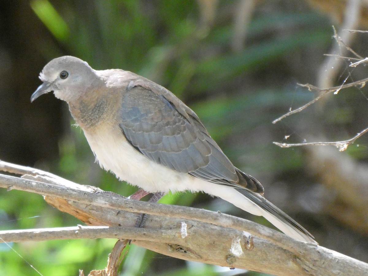 Laughing Dove - ML95828581