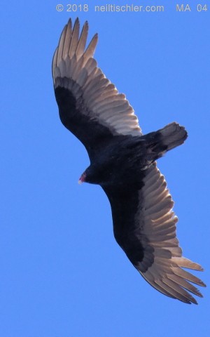 Turkey Vulture - Rita Grossman