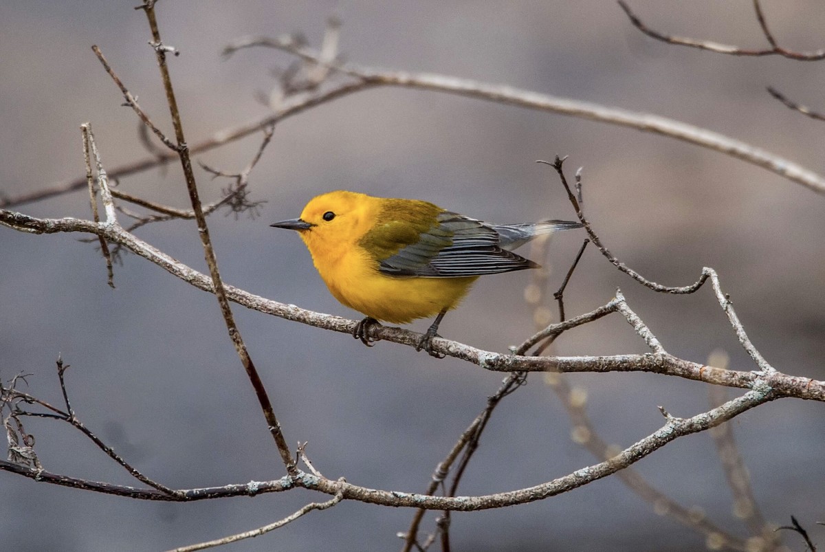 Prothonotary Warbler - ML95829931