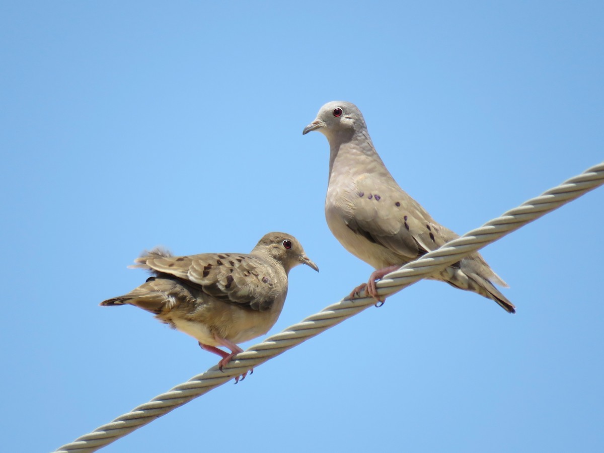 Plain-breasted Ground Dove - John van Dort
