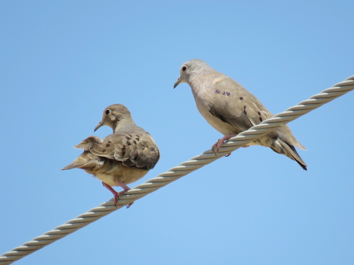 Plain-breasted Ground Dove - John van Dort