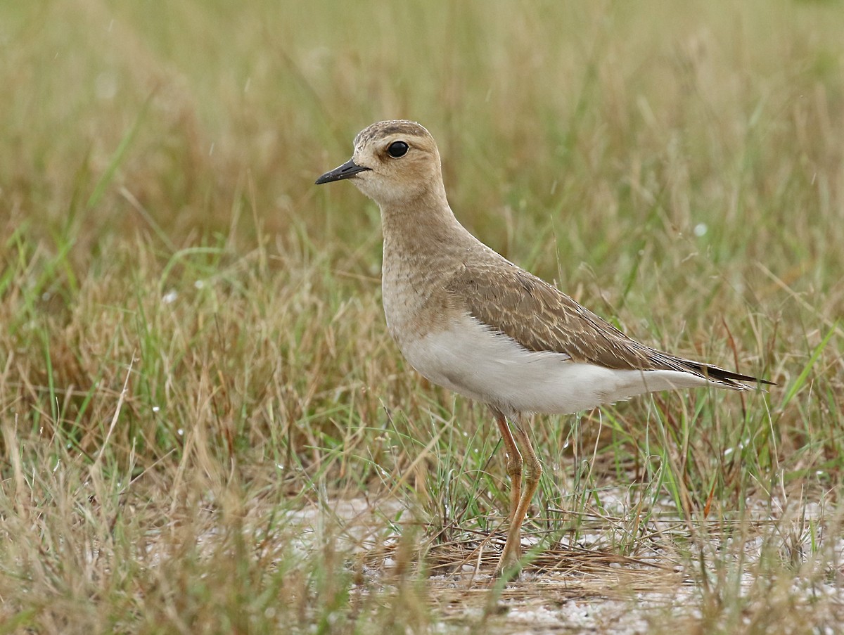 Oriental Plover - Dave Bakewell