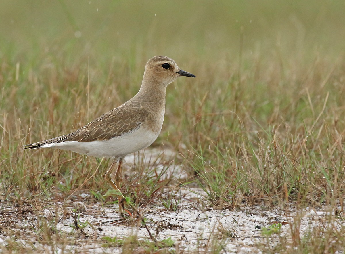 Oriental Plover - Dave Bakewell