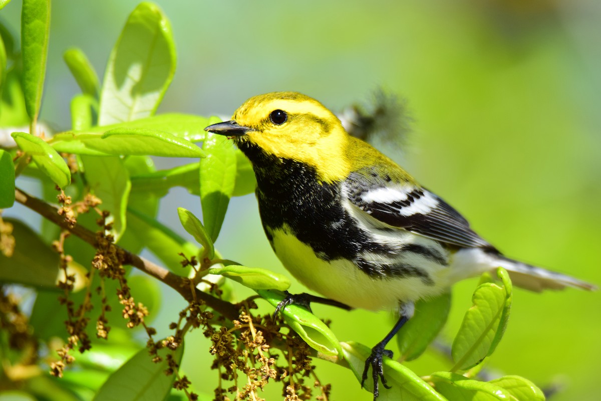 Black-throated Green Warbler - Perry Doggrell