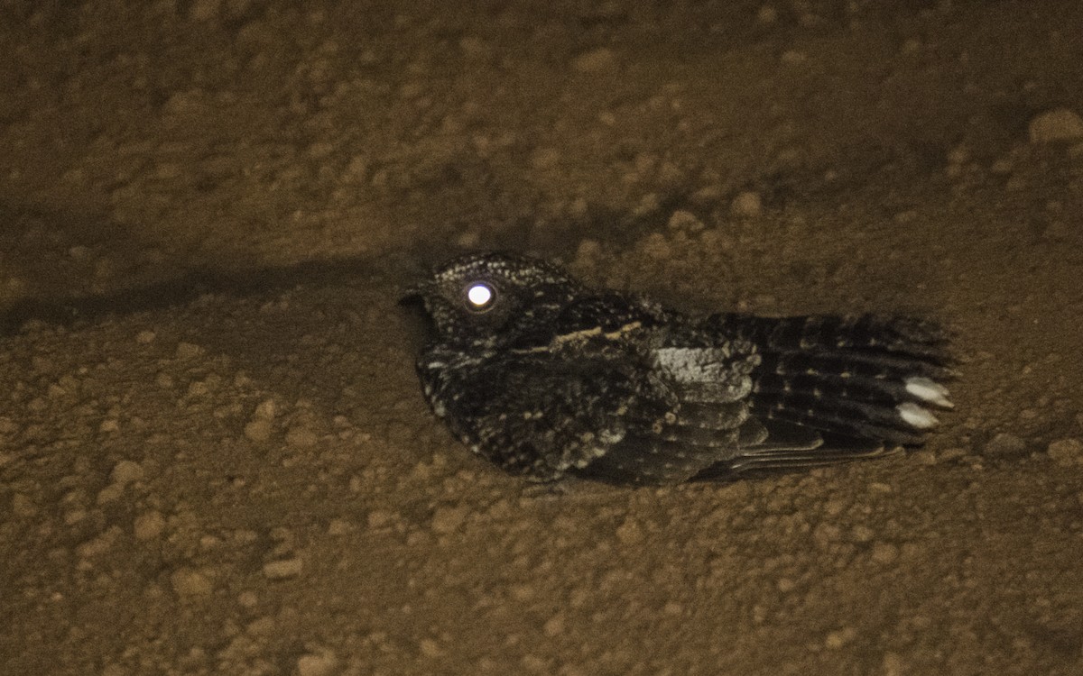 Spot-tailed Nightjar - Sebastián Pardo