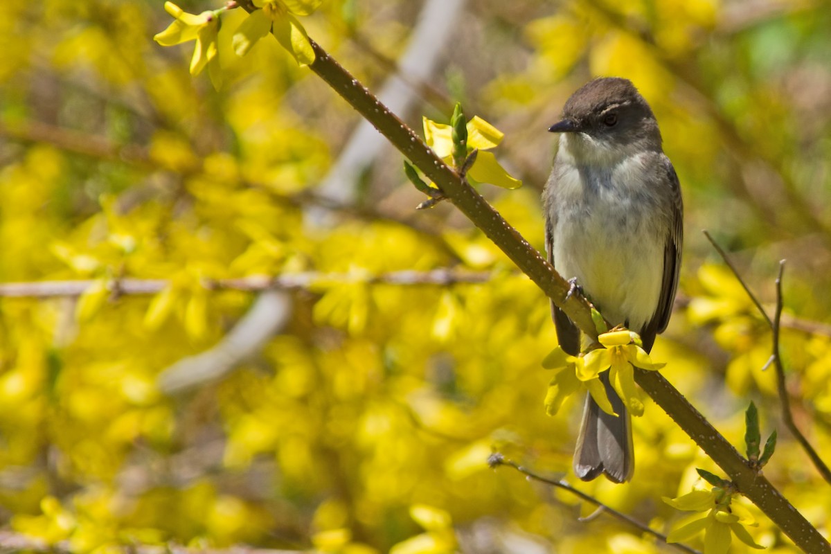 Eastern Phoebe - Rob Dickerson