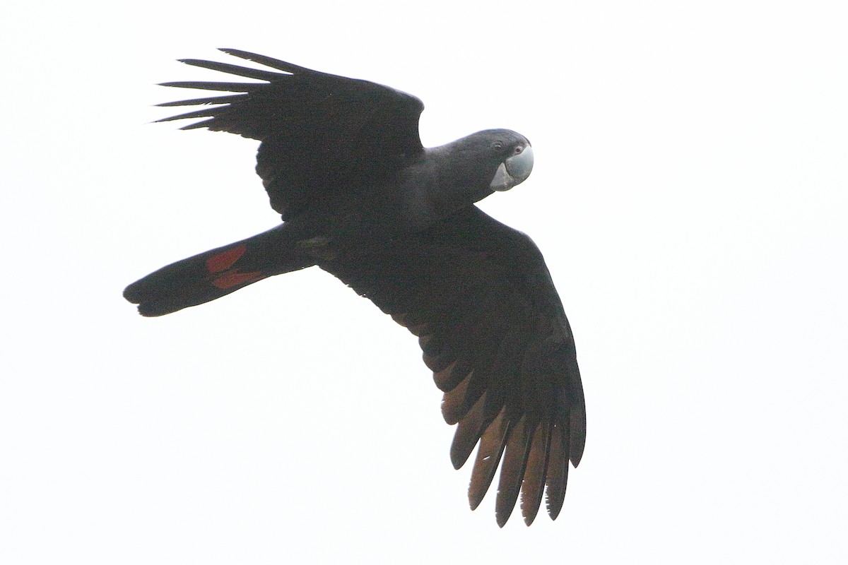 Red-tailed Black-Cockatoo - ML95838201