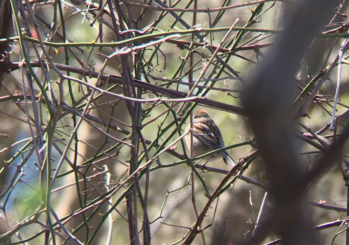 American Tree Sparrow - ML95839111