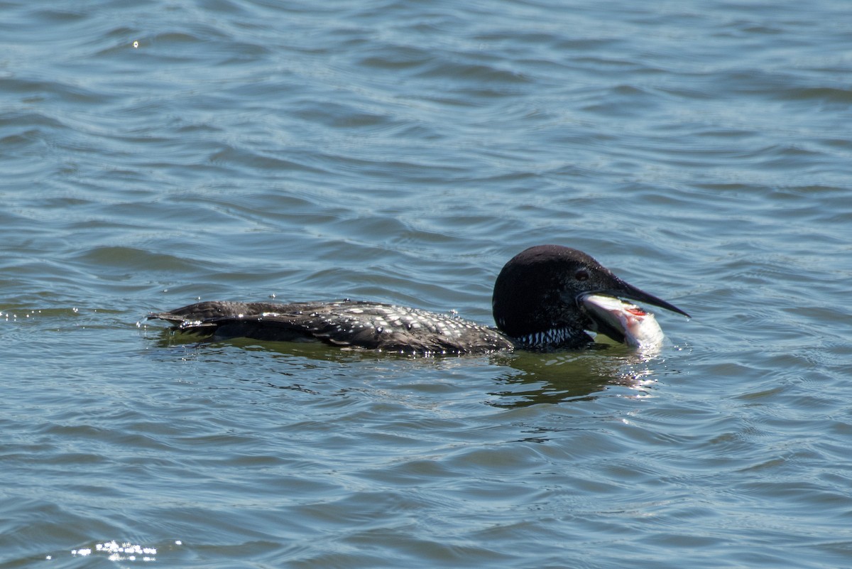 Common Loon - Brian Wolfe