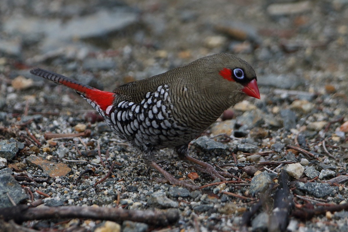 Red-eared Firetail - ML95839401