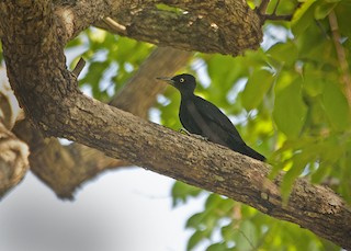  - Northern Sooty-Woodpecker