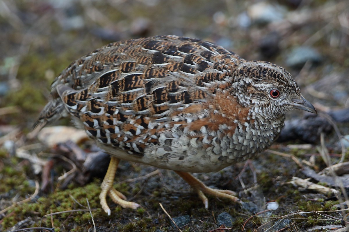 Painted Buttonquail - ML95842331