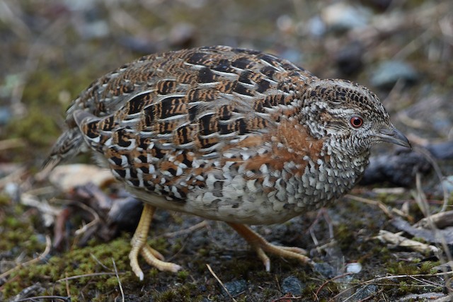 Painted Buttonquail