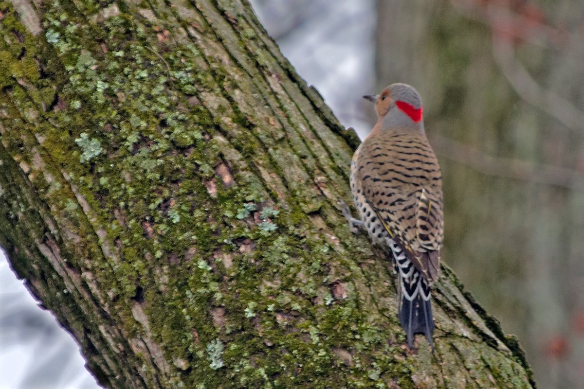 Northern Flicker (Yellow-shafted) - ML95842861