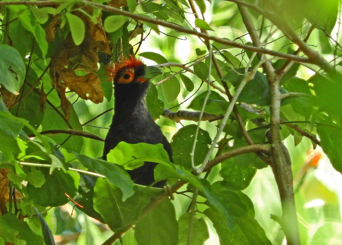 Red-crested Malkoha - ML95843551