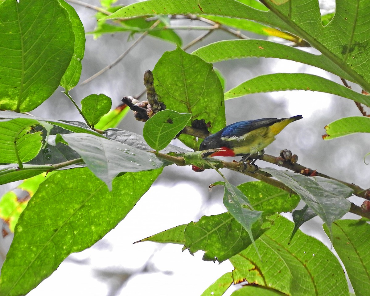 Fire-throated Flowerpecker - Marie flor Ricarte