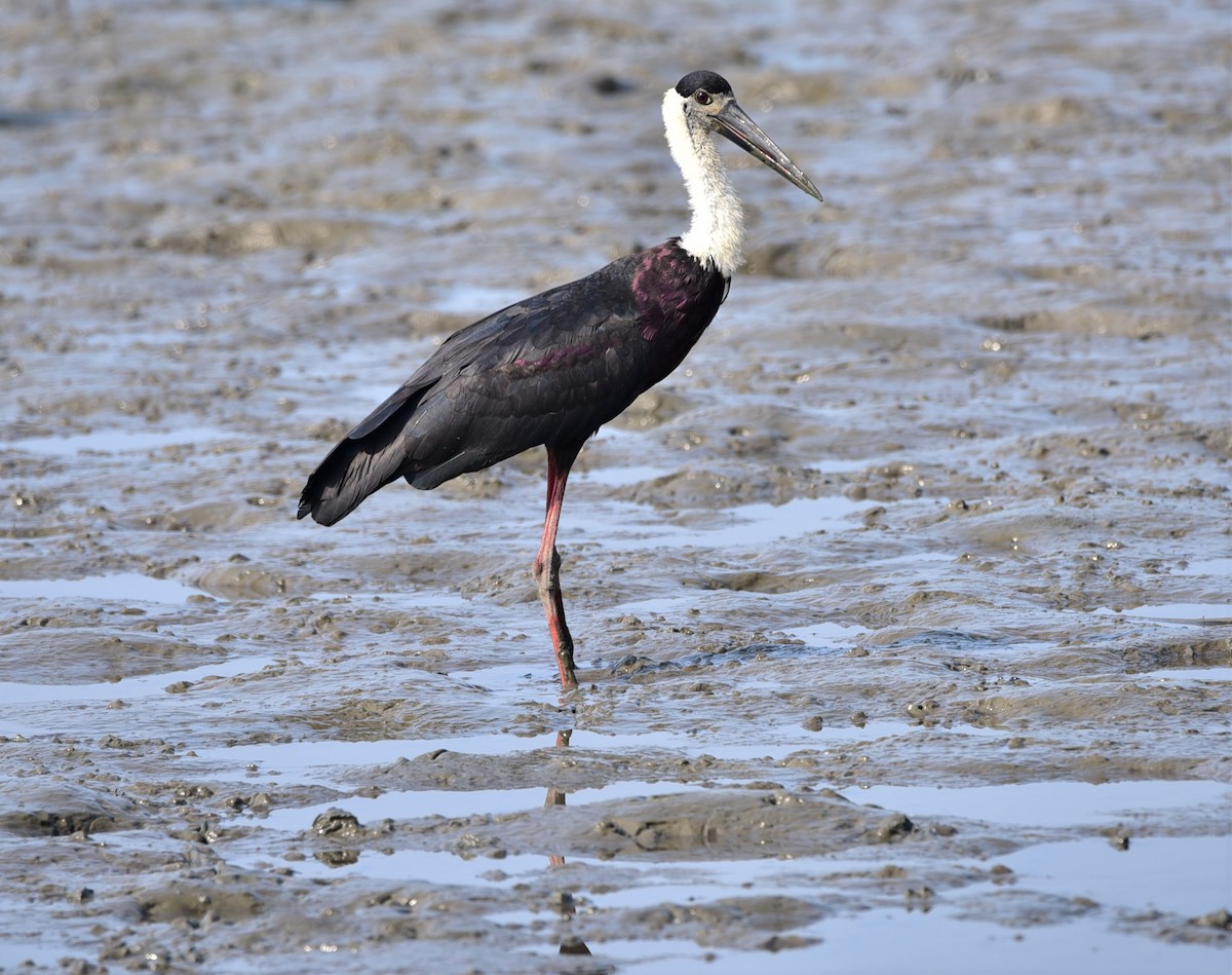 Asian Woolly-necked Stork - Sajeev Krishnan