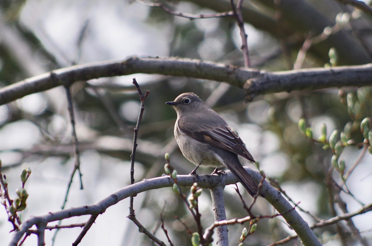 Townsend's Solitaire - ML95846061