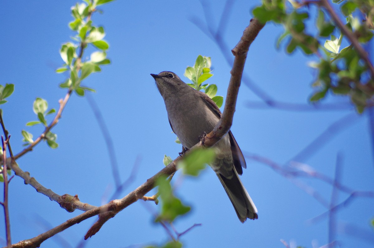 Townsend's Solitaire - ML95846071